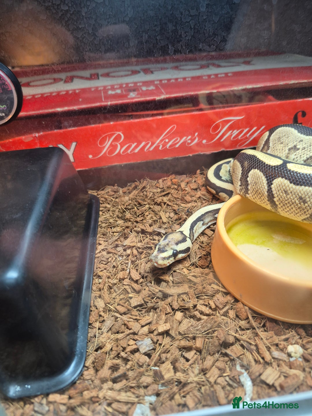 Python Snake reptiles for sale: 1 year old ball python with full setup - Image 2