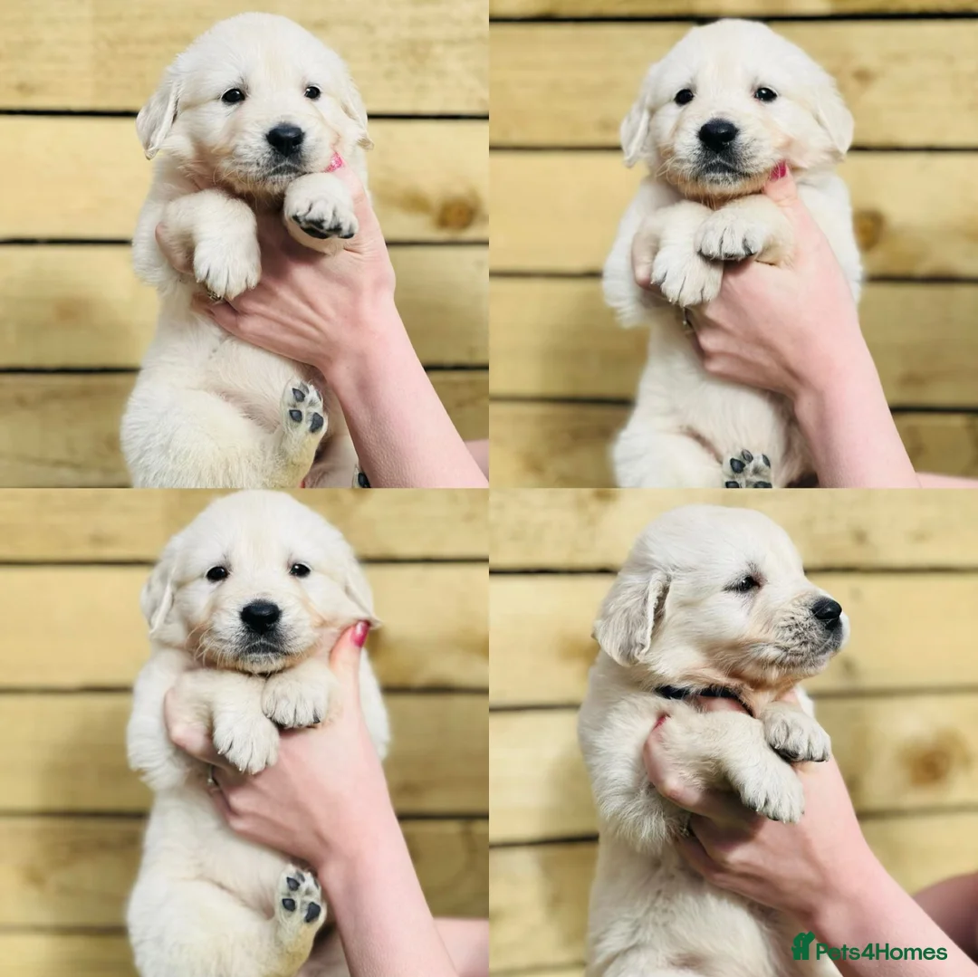 Golden Retriever dogs for stud:   ICT CLEAR Proven Golden Retriever for stud in Manchester - Advert 12