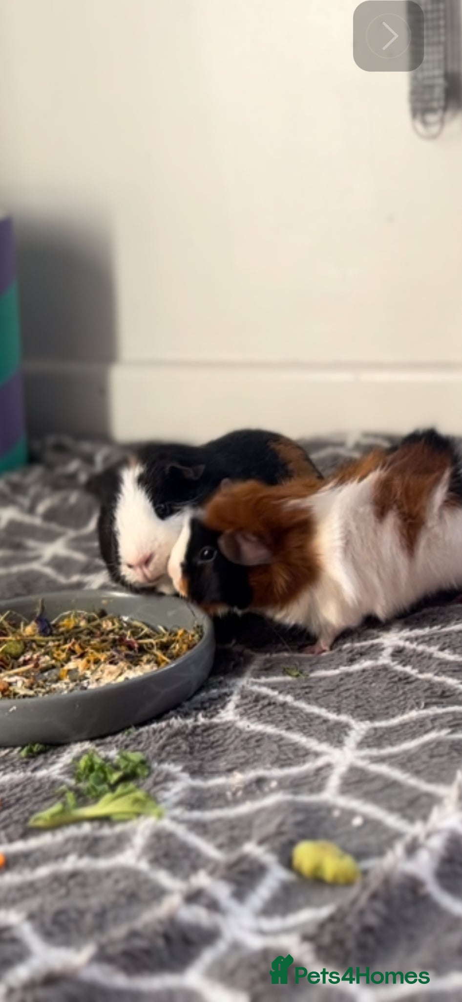 Guinea Pig rodents Neutered male and female pair  - Advert 2