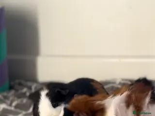 Guinea Pig rodents Neutered male and female pair - Advert 6