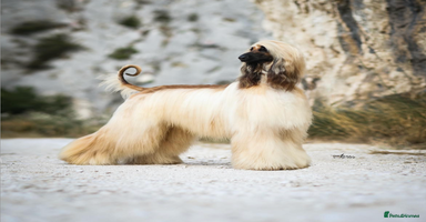 Afghan Hound dogs - Advert 10