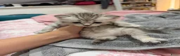 Mixed Breed cats for sale: Beautiful BSH × Siberian Kittens🤍 in Oldham - Advert 19