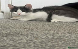 Mixed Breed cats for sale: Male  - Image 3