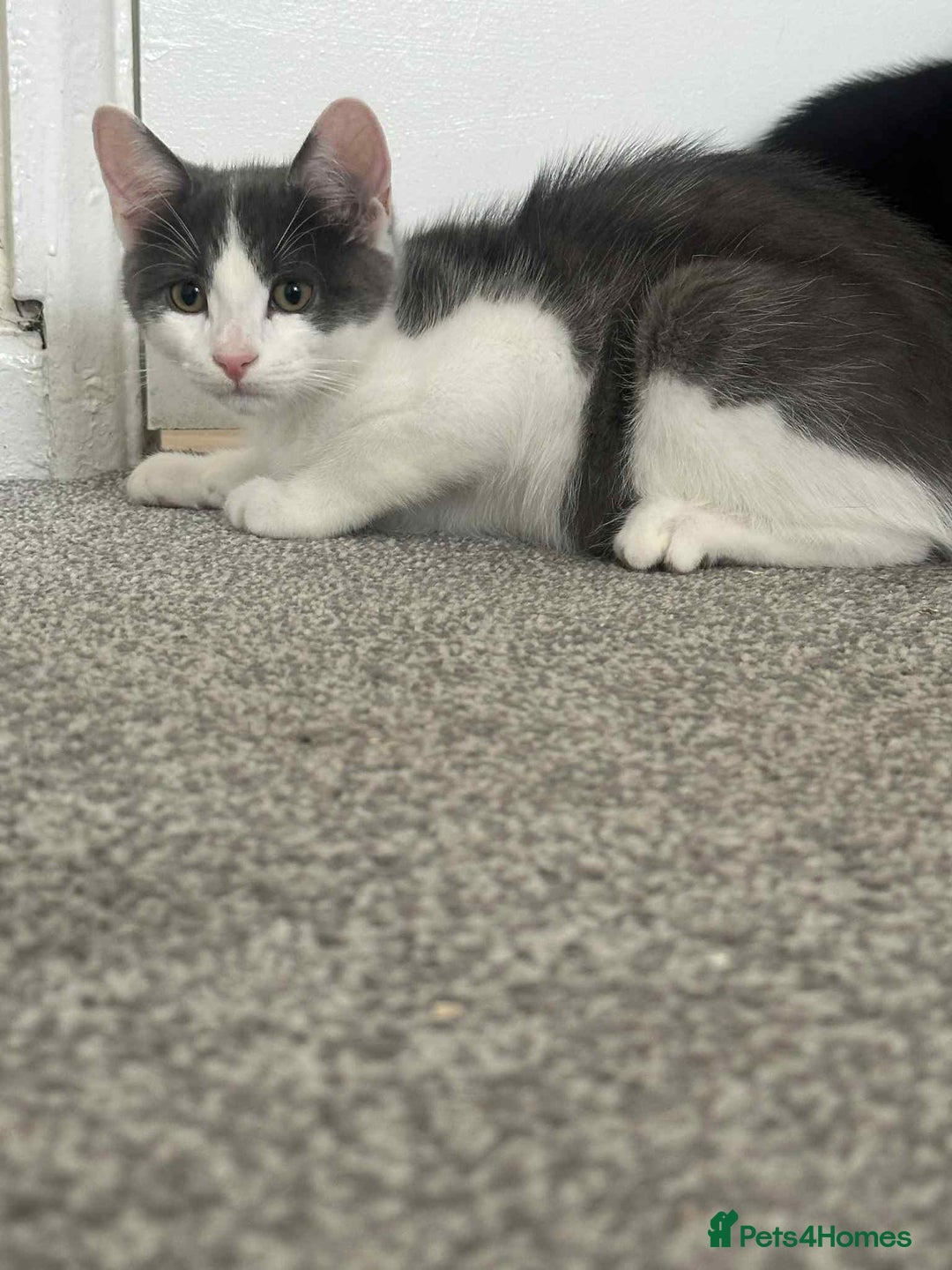 Mixed Breed cats for sale: Male  - Image 3