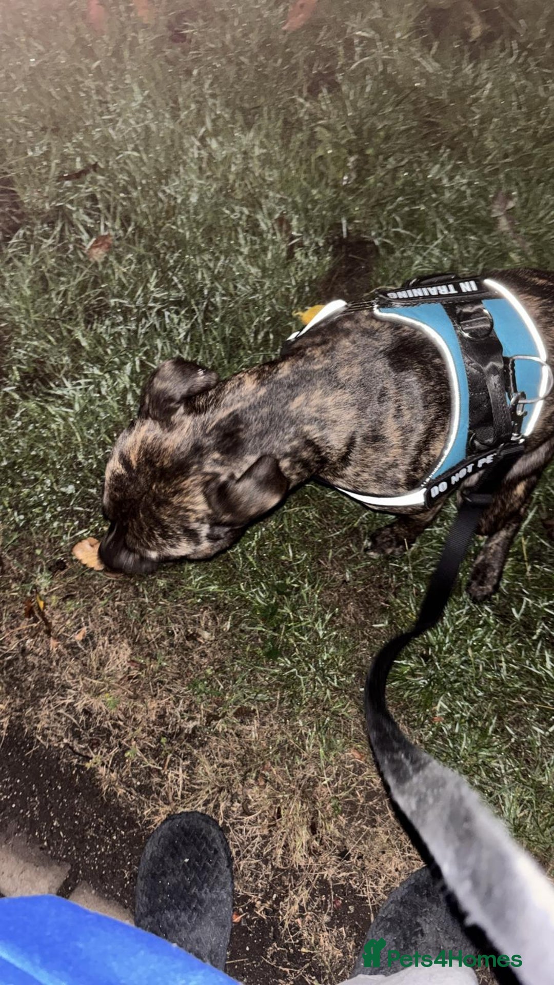 Staffordshire Bull Terrier dogs for sale: This is Dougie  - Image 3