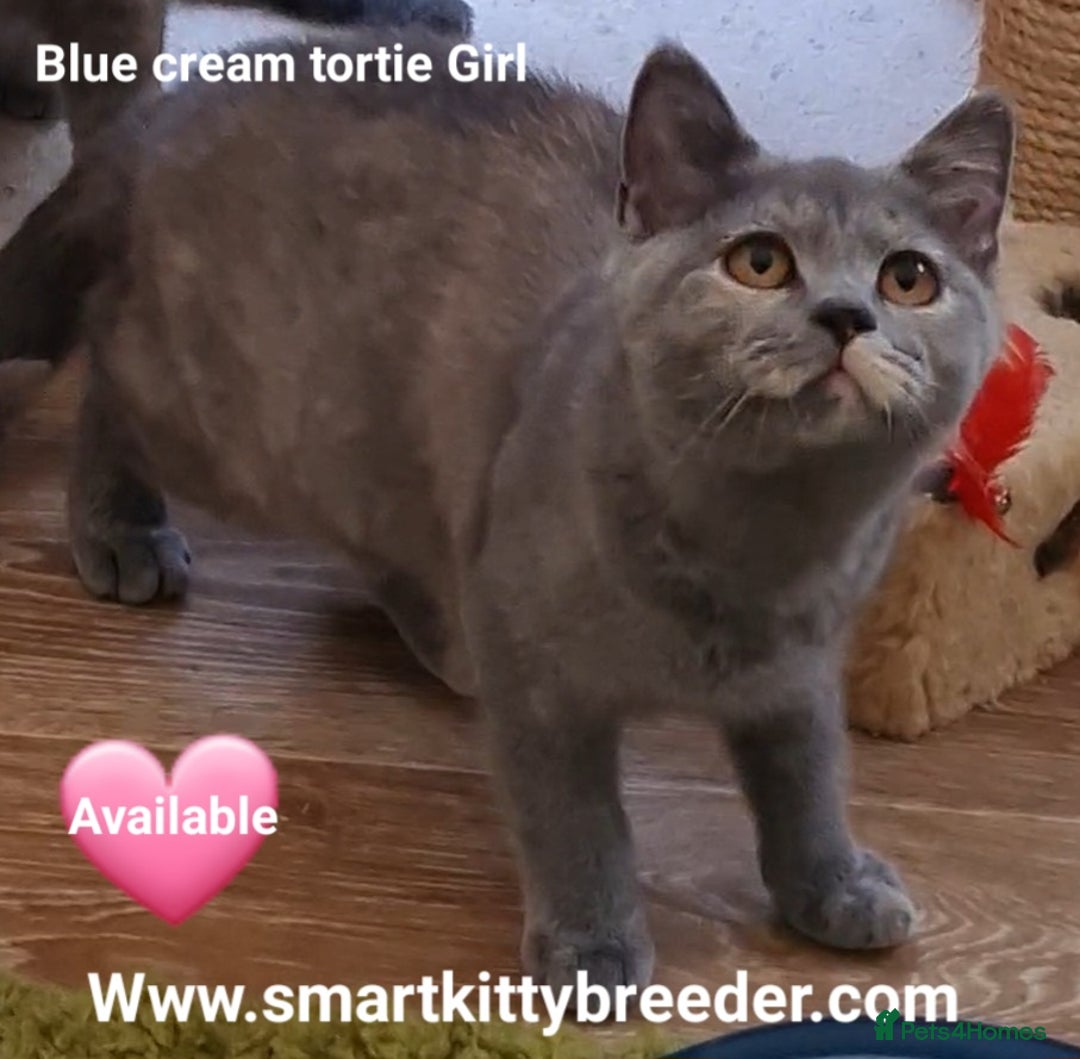 British Shorthair cats for sale: BSH Brother & sister READY NOW! GCCF reg.  in Lowestoft - Image 5