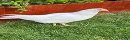 Chickens poultry for sale: 2 X light Sussex at POL - Advert 3