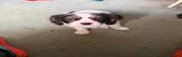 Cavalier King Charles Spaniel dogs for sale: 7 week old King Charles spaniel - Advert 6