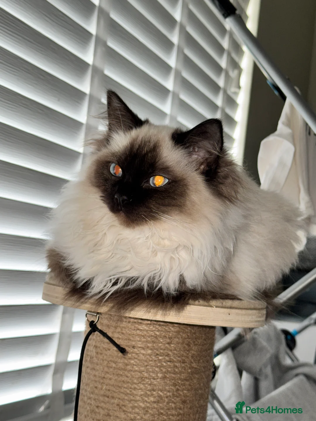 Ragdoll cats for sale: Ragdoll Female Kitten - Advert 1