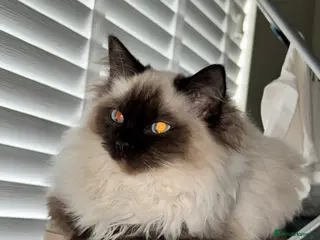 Ragdoll cats Ragdoll Female Kitten - Advert 6