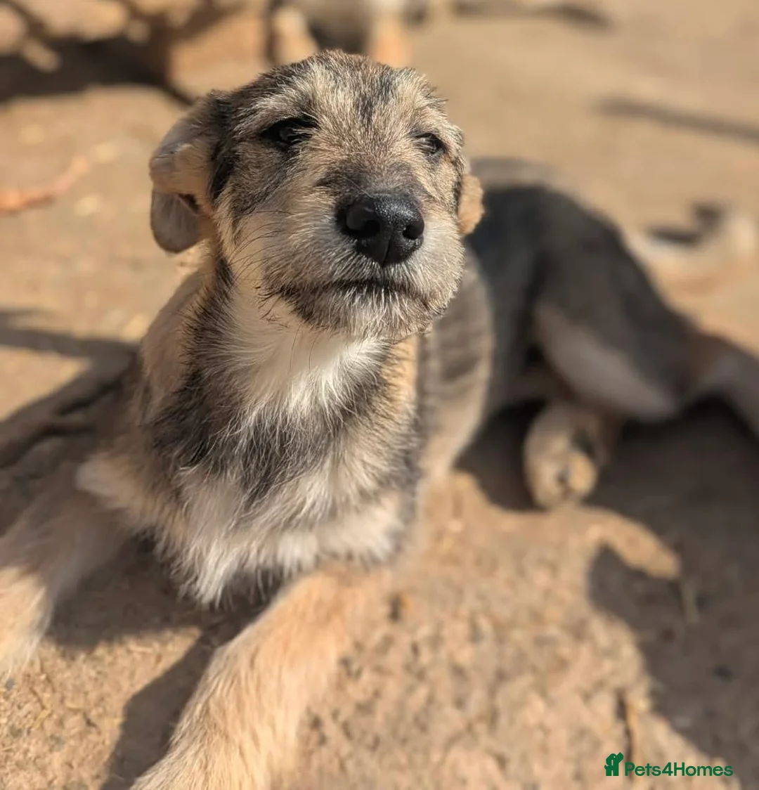 Mixed Breed dogs for adoption: Lucia  in March - Advert 1