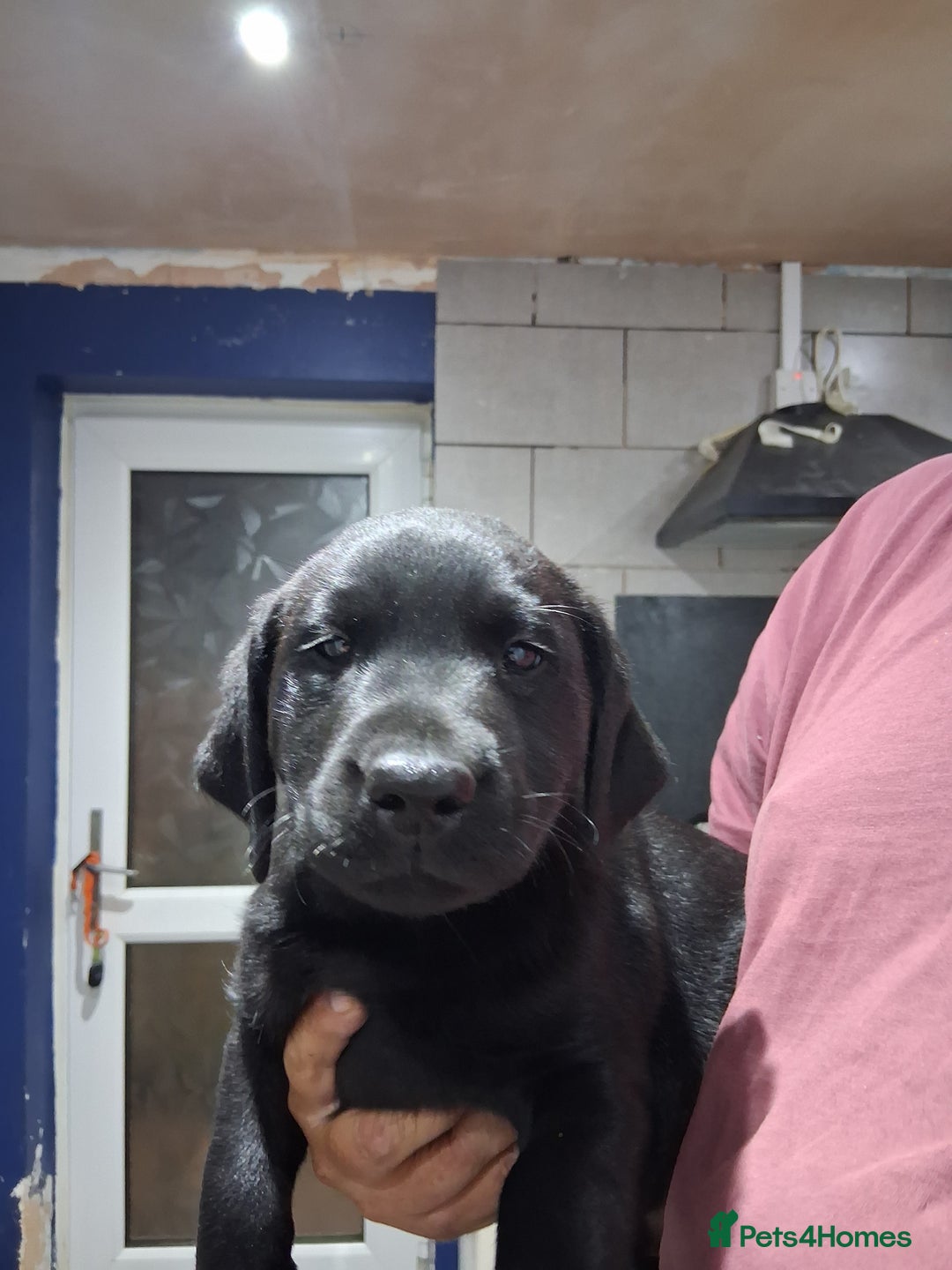 Labrador Retriever dogs for sale: KC REG Labrador retriever pups - Image 1