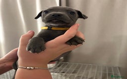 Staffordshire Bull Terrier dogs for sale: Stunning pure blue staffies - Image 18