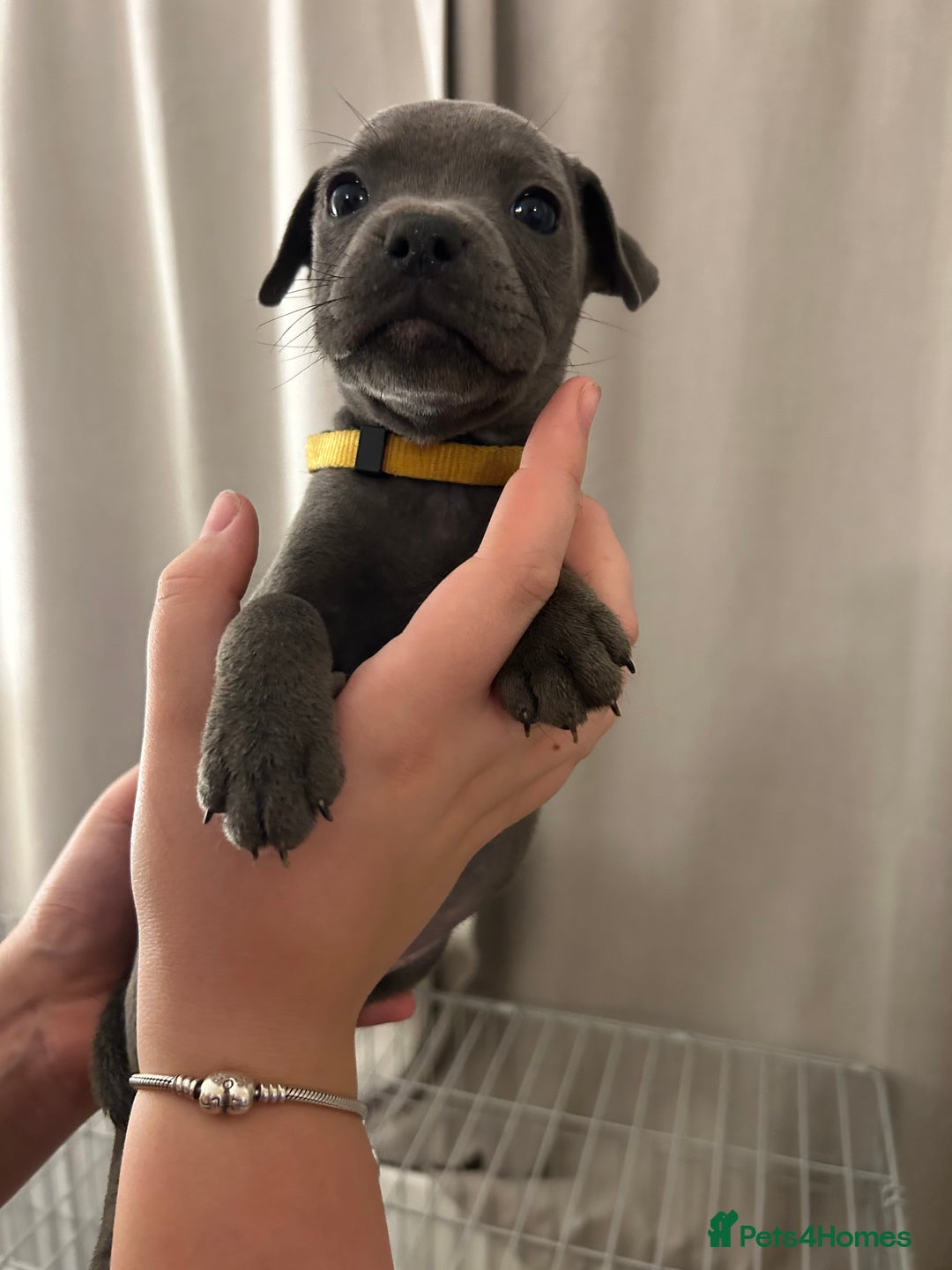 Staffordshire Bull Terrier dogs for sale: Stunning pure blue staffies - Image 18