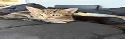 Mixed Breed cats for sale: Beautiful mixed kittens - Advert 6