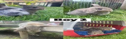 Mixed Breed rabbits for sale: 8 Mini-Lop Cross Baby Rabbits - Advert 7