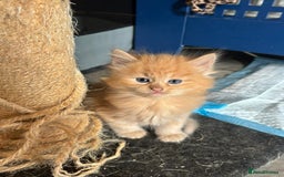 Mixed Breed cats for sale: kittens for sale - Image 4