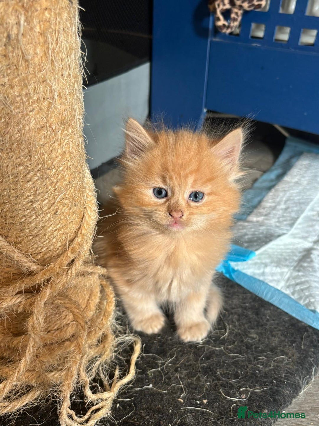 Mixed Breed cats for sale: kittens for sale - Image 4