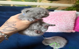 British Shorthair cats for sale: British Shorthair Champion Line kittens 🏆🥇😻 - Image 24