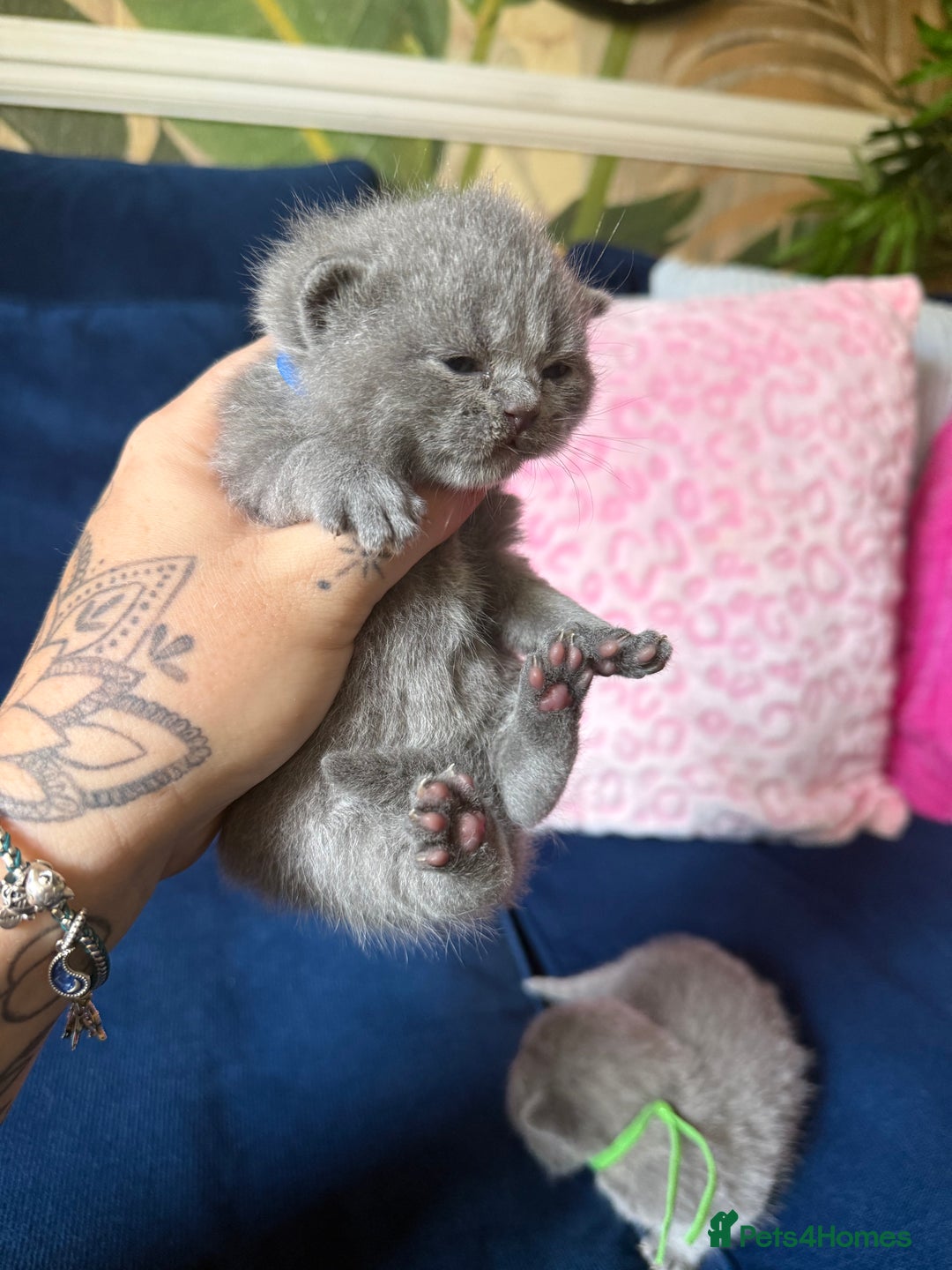 British Shorthair cats for sale: British Shorthair Champion Line kittens 🏆🥇😻 - Image 24