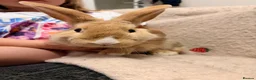 Mixed Breed rabbits for sale: 3 male rabbits please read the add for information - Advert 13