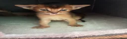 Abyssinian cats for sale: TICA 5* pedigree Abyssinian Kittens  - Advert 25