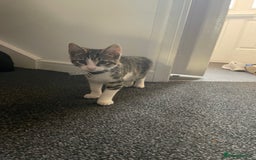 British Shorthair cats for sale: Lovely striped female kitten - Image 3