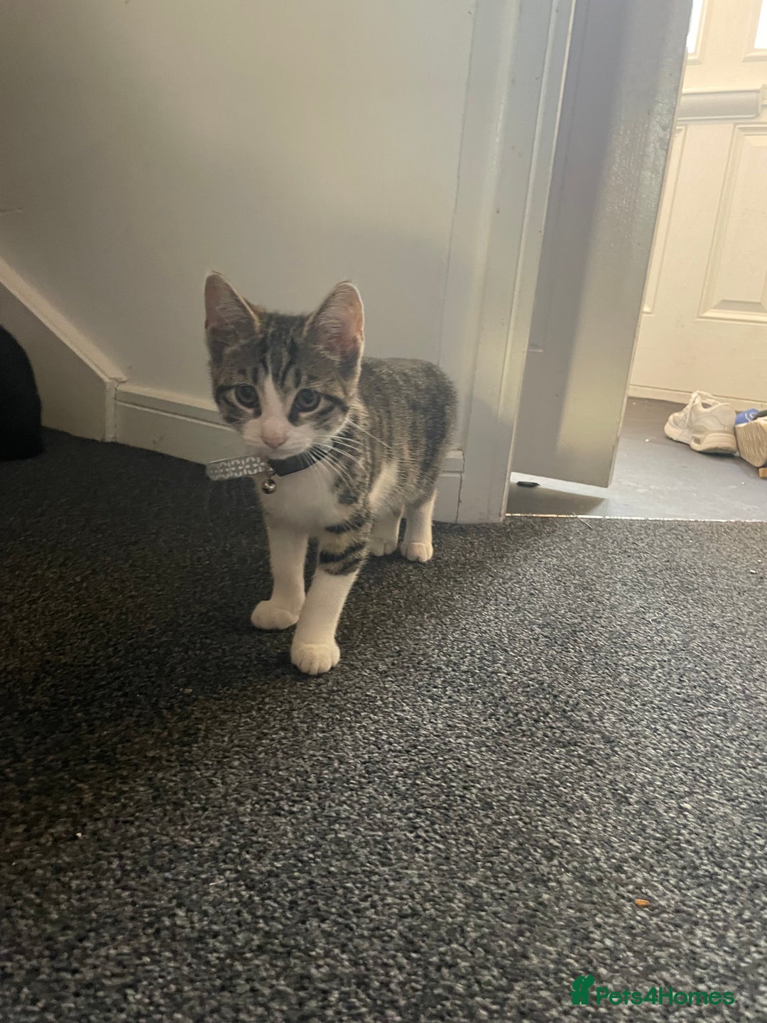 British Shorthair cats for sale: Lovely striped female kitten - Image 3