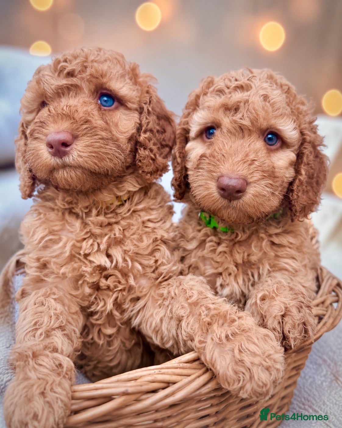 Cockapoo dogs Extensively health checked cockapoo puppies   - Advert 1