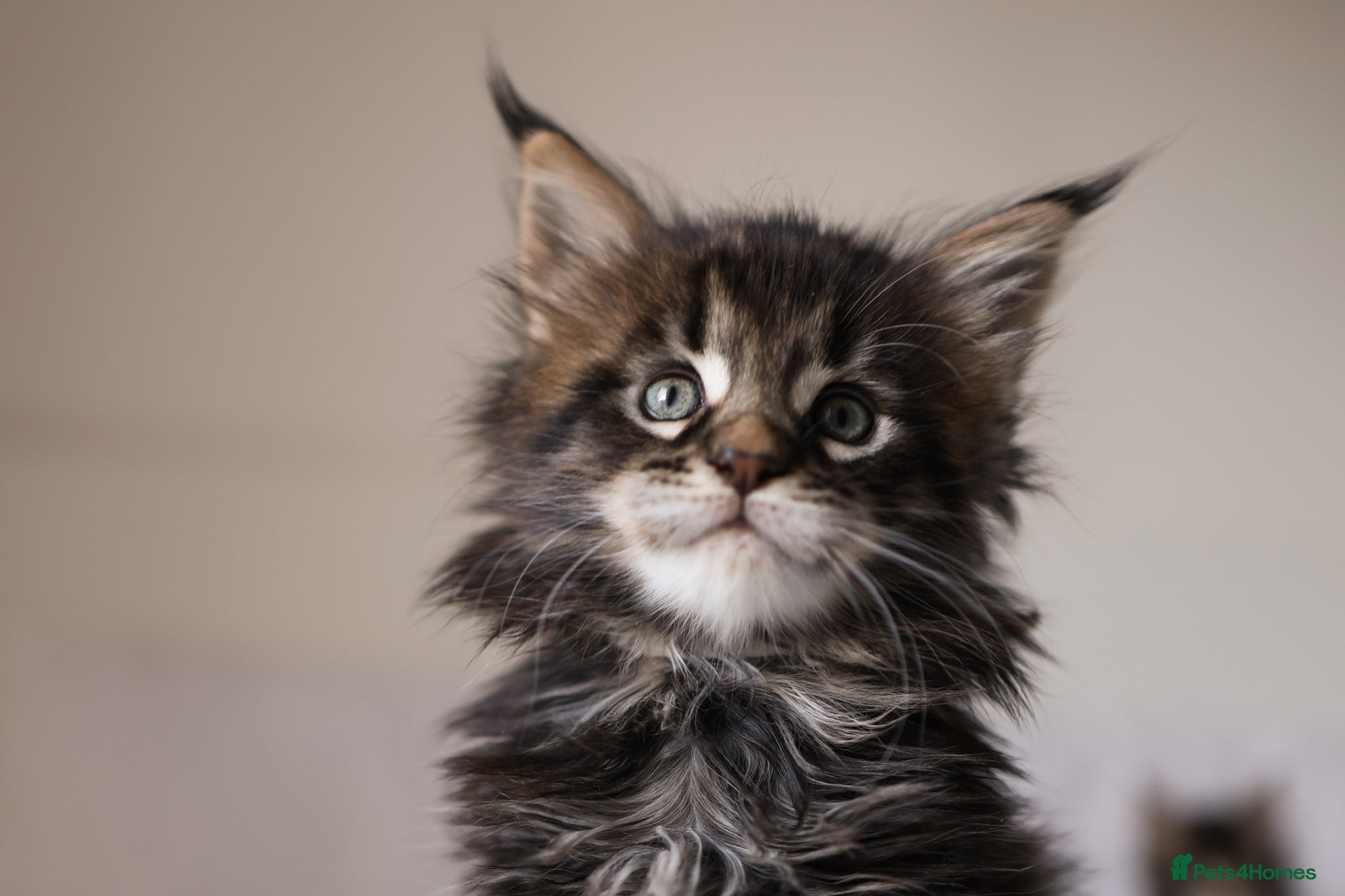 Maine Coon cats 3 beautiful Russian import Maine coon kittens TICA - Advert 1