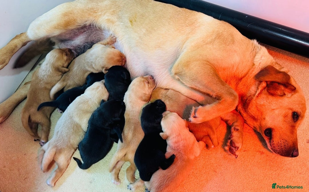 Labrador Retriever dogs for sale: KC registered Fox Red & Black Lab Babies 🐾🐾 in Diss - Image 22
