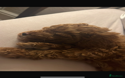 Cockapoo dogs for sale: Toy cockerpoo pups  - Image 8