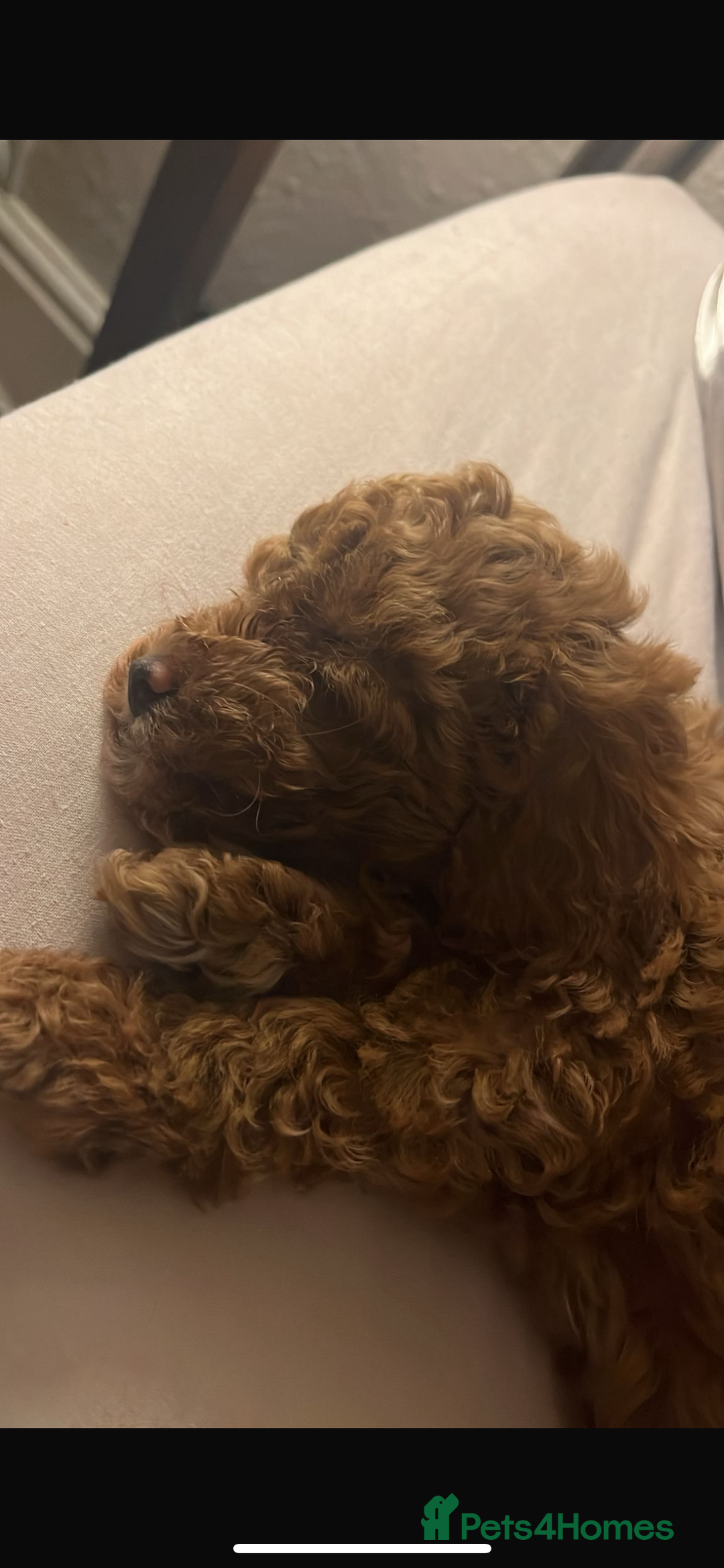 Cockapoo dogs for sale: Toy cockerpoo pups  - Image 8