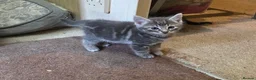 Mixed Breed cats for sale: Playful and sweet kittens  - Advert 14