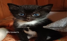 Mixed Breed cats for sale: 🐾 Adorable Black & White Kittens  🐾 - Image 4