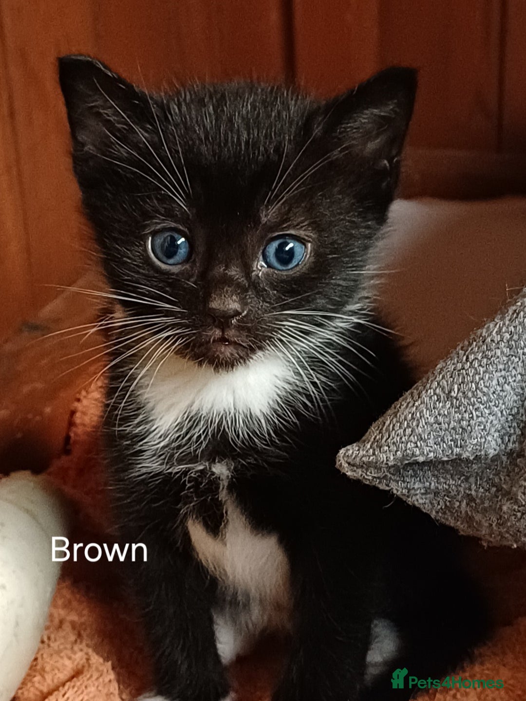 Mixed Breed cats for sale: 🐾 Adorable Black & White Kittens  🐾 - Image 4