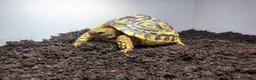 Tortoise reptiles for sale: BABY LEOPARD TORTOISES & SET UPS AVAILABLE NOW - Advert 6