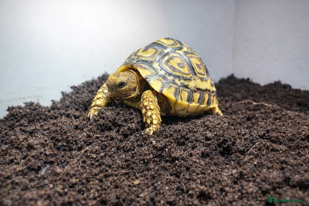 Tortoise reptiles for sale: BABY LEOPARD TORTOISES & SET UPS AVAILABLE NOW - Advert 6