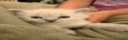 Ragdoll cats for sale: Mischievous trio of gorgeous ragdolls - Advert 14