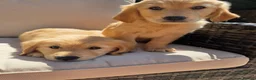 Golden Retriever dogs for sale: KC Fully health tested ONE BOY LEFT 🐾 - Advert 3