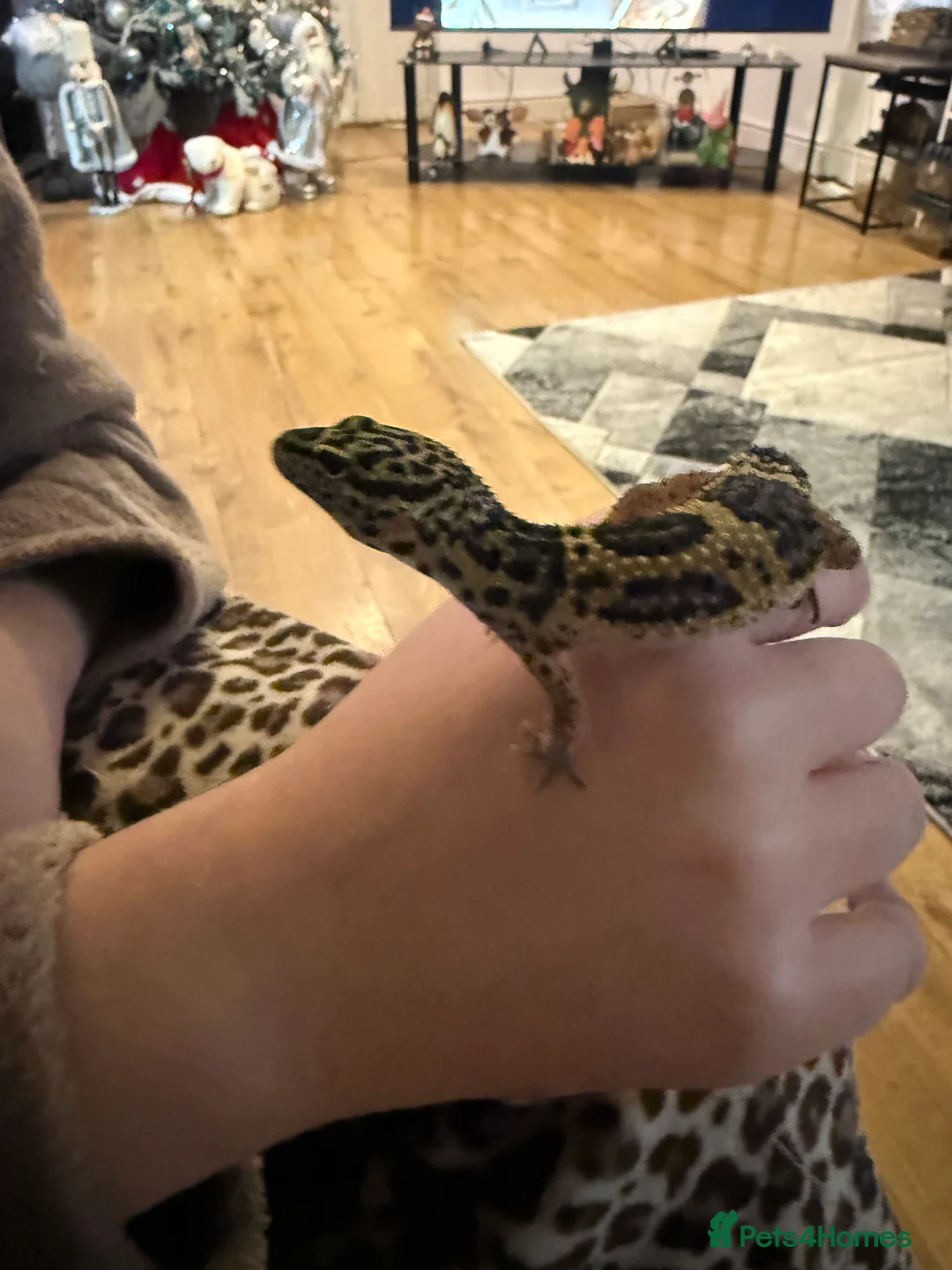 Leopard Gecko reptiles for sale: Beautiful female leopard gecko & set up  - Advert 6