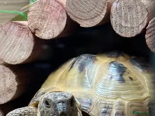 Tortoise reptiles Can you give our little man an A* Home? - Advert 7