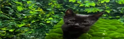 Egyptian Mau cats for sale: TICA Registered Smoke Egyptian Mau last 2 females  - Advert 14