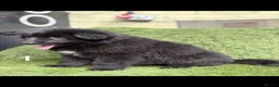 German Shepherd dogs for sale: German Shepard puppies  - Advert 5