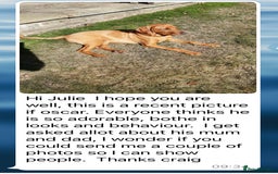 Labrador Retriever dogs for sale: Perfect Litter of 5th Generation Labrador Puppies - Advert 17