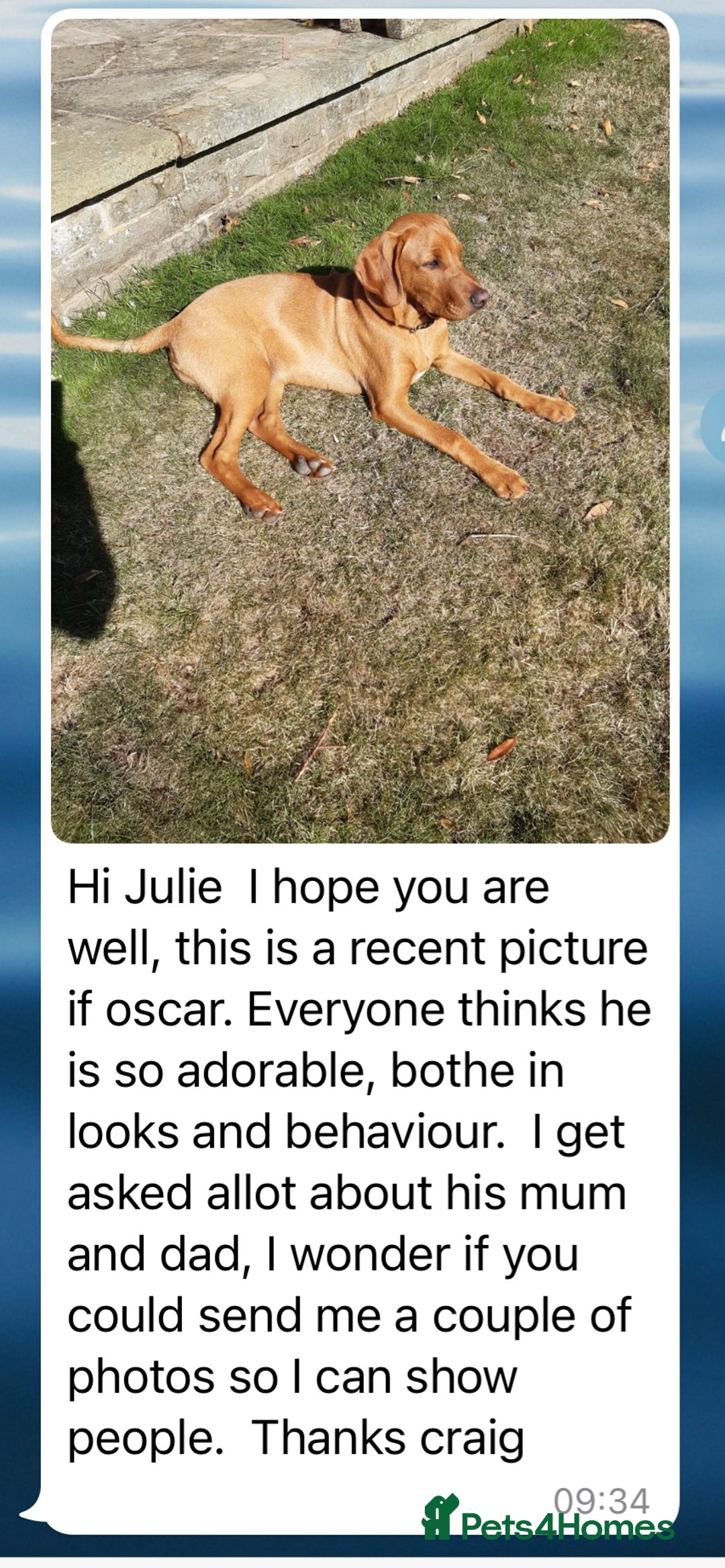 Labrador Retriever dogs for sale: Perfect Litter of 5th Generation Labrador Puppies - Advert 17