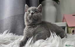 Scottish Fold cats for sale:  Beautiful Scottish Fold Kittens × 2 Males - Image 4
