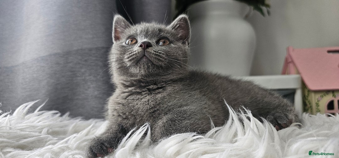 Scottish Fold cats for sale:  Beautiful Scottish Fold Kittens × 2 Males - Image 4