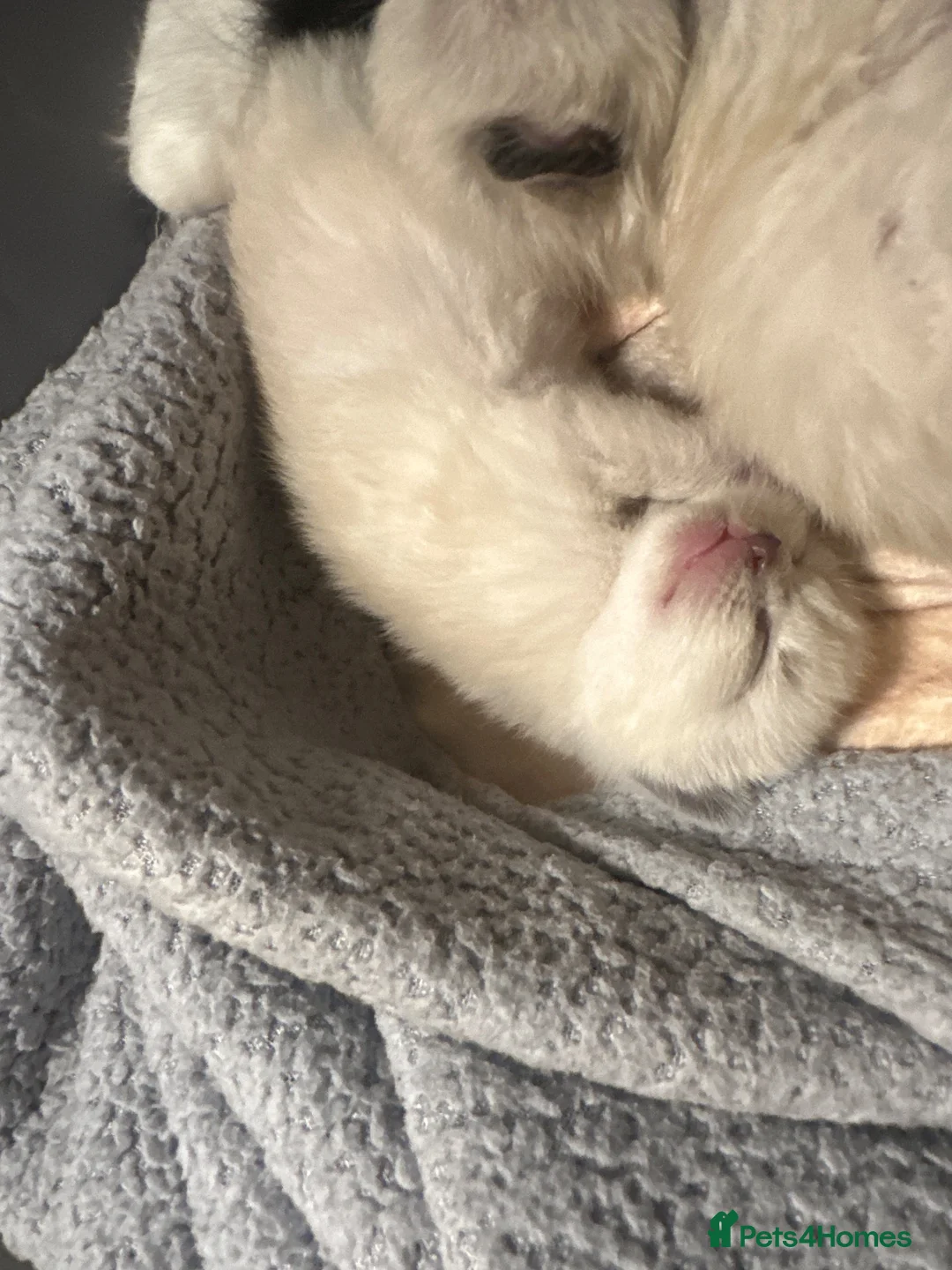Mixed Breed cats for sale: Ragdoll cross mother seal lynx point dad  - Advert 1