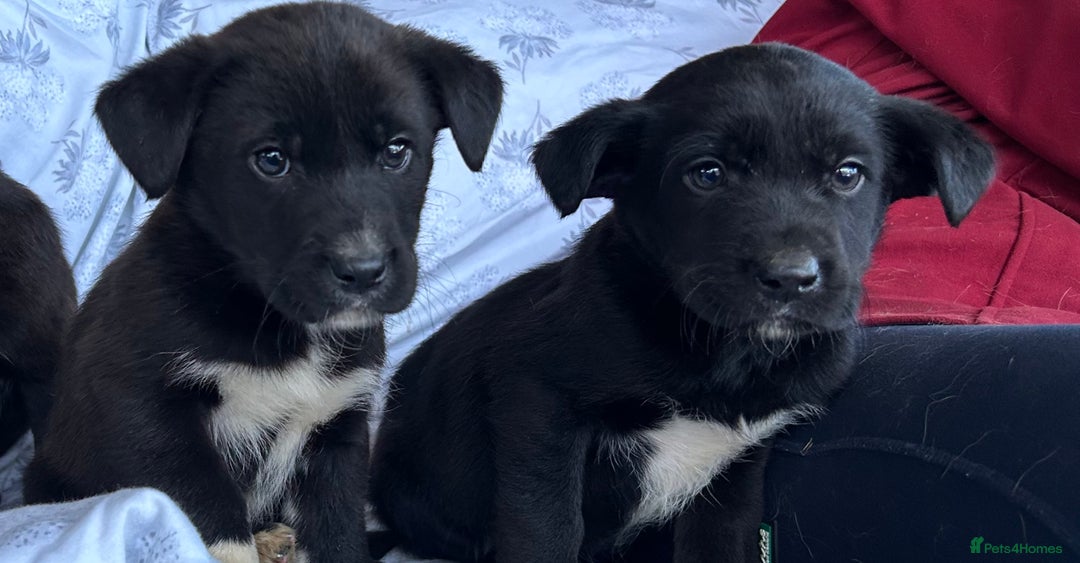 Borador dogs for sale: Borador Puppies - Advert 5